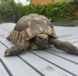 Hermanns : Male approx  14 years old (Hugo)